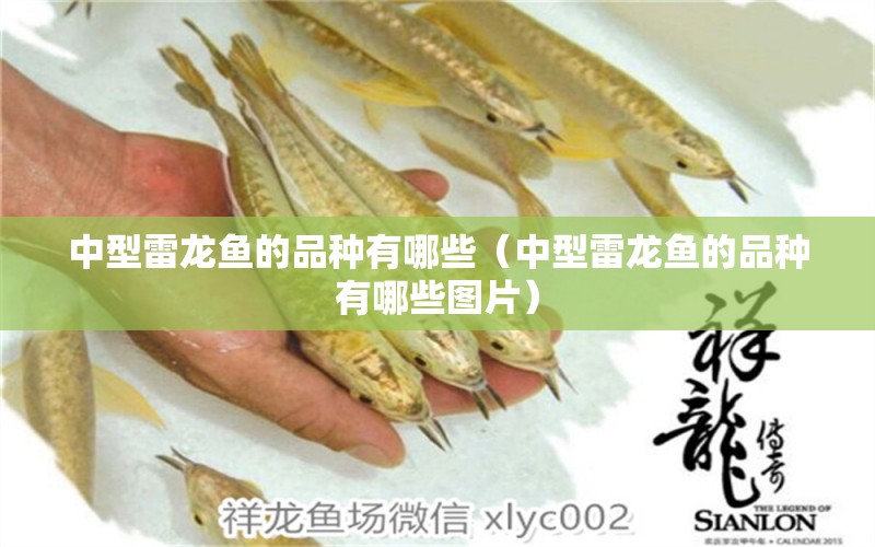 中型雷龍魚的品種有哪些（中型雷龍魚的品種有哪些圖片） 龍魚疾病與治療