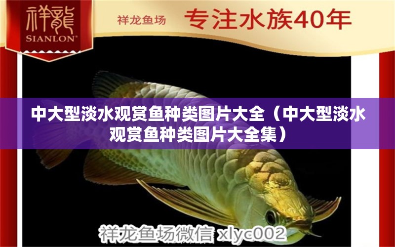 中大型淡水觀賞魚(yú)種類圖片大全（中大型淡水觀賞魚(yú)種類圖片大全集）