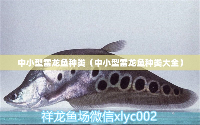 中小型雷龍魚種類（中小型雷龍魚種類大全） 龍魚疾病與治療