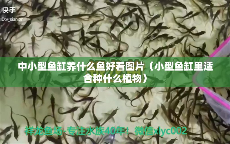 中小型魚缸養(yǎng)什么魚好看圖片（小型魚缸里適合種什么植物）