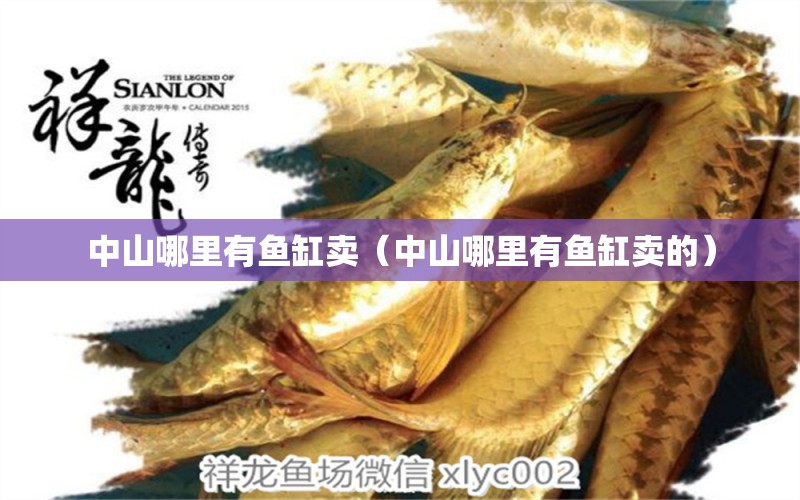 中山哪里有魚缸賣（中山哪里有魚缸賣的）