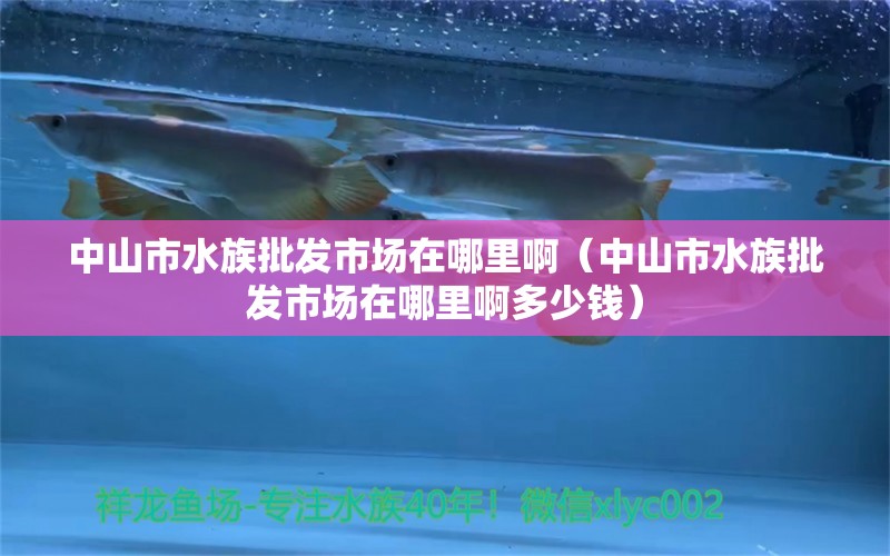 中山市水族批發(fā)市場在哪里啊（中山市水族批發(fā)市場在哪里啊多少錢） 觀賞魚水族批發(fā)市場