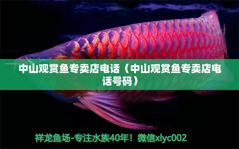 中山觀賞魚(yú)專賣店電話（中山觀賞魚(yú)專賣店電話號(hào)碼）