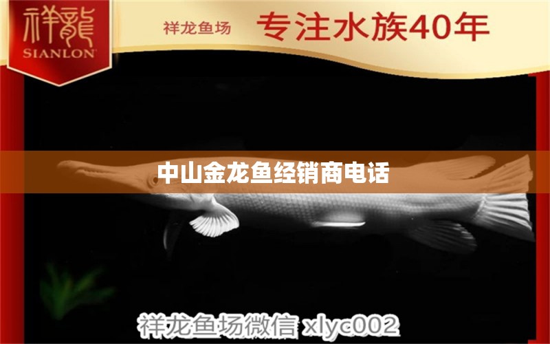 中山金龍魚經(jīng)銷商電話  白寫錦鯉魚