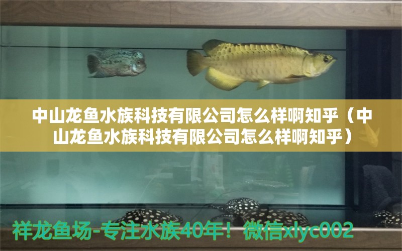 中山龍魚水族科技有限公司怎么樣啊知乎（中山龍魚水族科技有限公司怎么樣啊知乎）