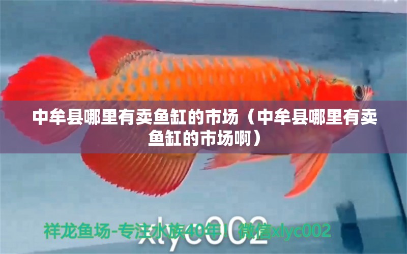 中牟縣哪里有賣魚缸的市場（中牟縣哪里有賣魚缸的市場?。? title=