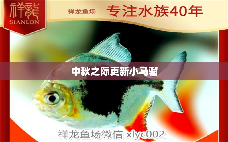 中秋之際更新小馬騮 ?；?異型虎魚(yú)/純色虎魚(yú) 第7張