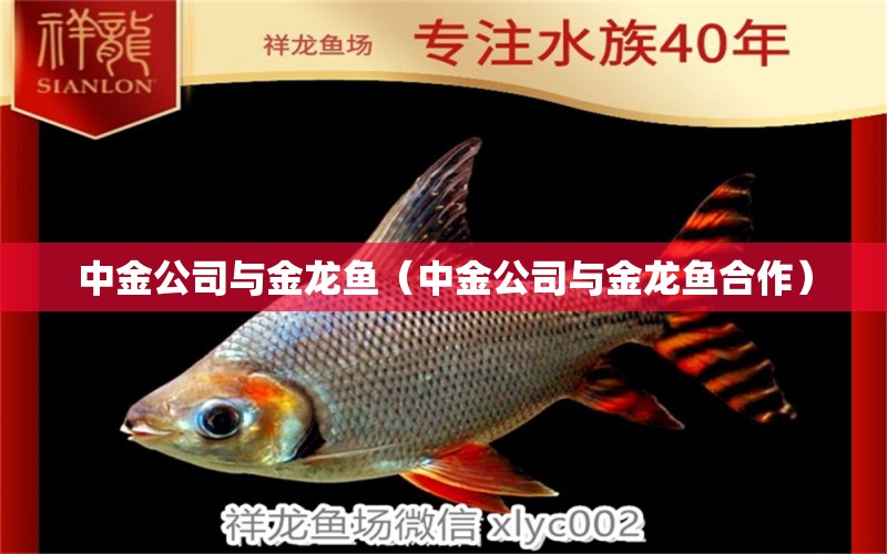 中金公司與金龍魚(yú)（中金公司與金龍魚(yú)合作）