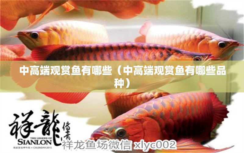 中高端觀賞魚有哪些（中高端觀賞魚有哪些品種）