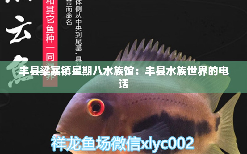 豐縣梁寨鎮(zhèn)星期八水族館：豐縣水族世界的電話 全國水族館企業(yè)名錄