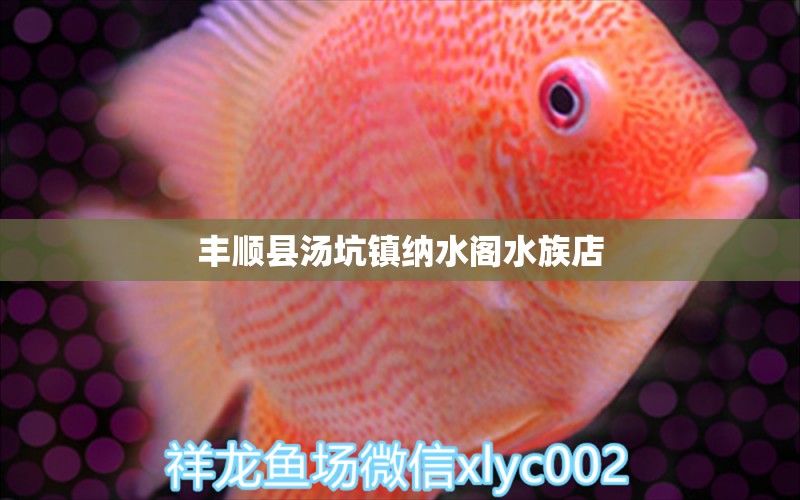 豐順縣湯坑鎮(zhèn)納水閣水族店 全國水族館企業(yè)名錄