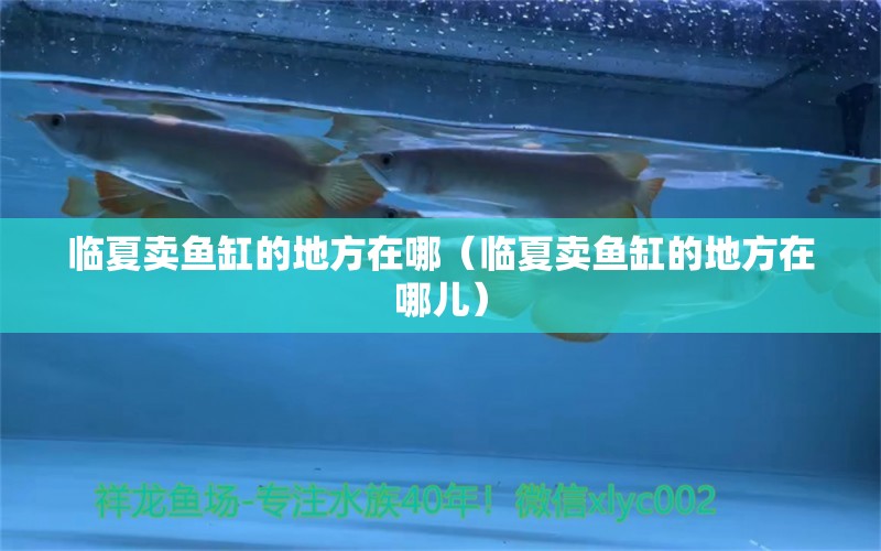 臨夏賣魚缸的地方在哪（臨夏賣魚缸的地方在哪兒） 其他品牌魚缸