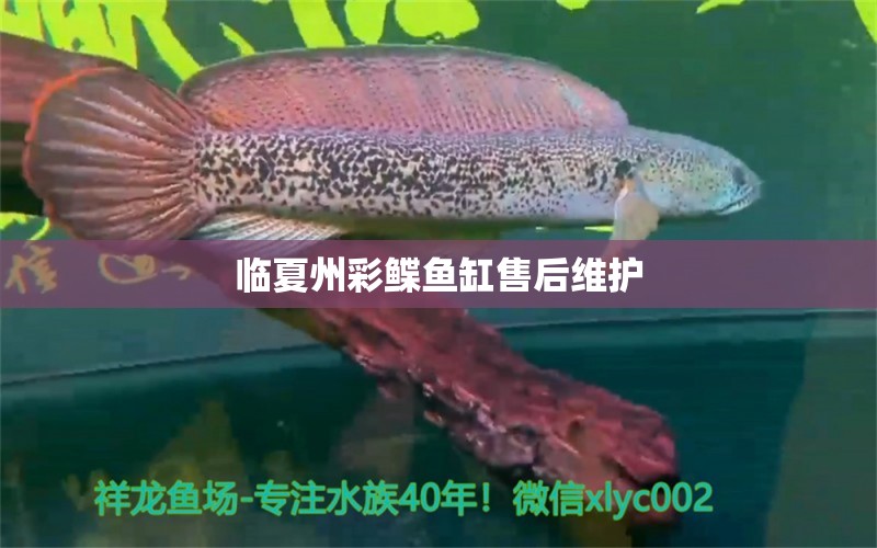 臨夏州彩鰈魚缸售后維護 彩鰈魚缸（彩蝶魚缸）