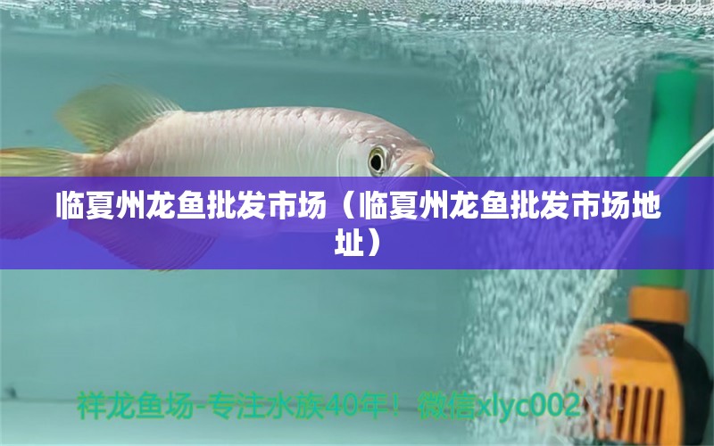 臨夏州龍魚批發(fā)市場（臨夏州龍魚批發(fā)市場地址） 龍魚批發(fā)