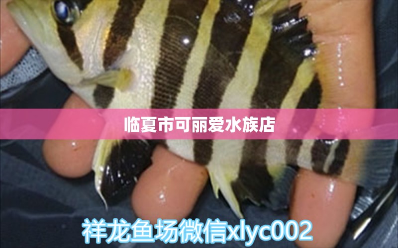 臨夏市可麗愛水族店 全國水族館企業(yè)名錄