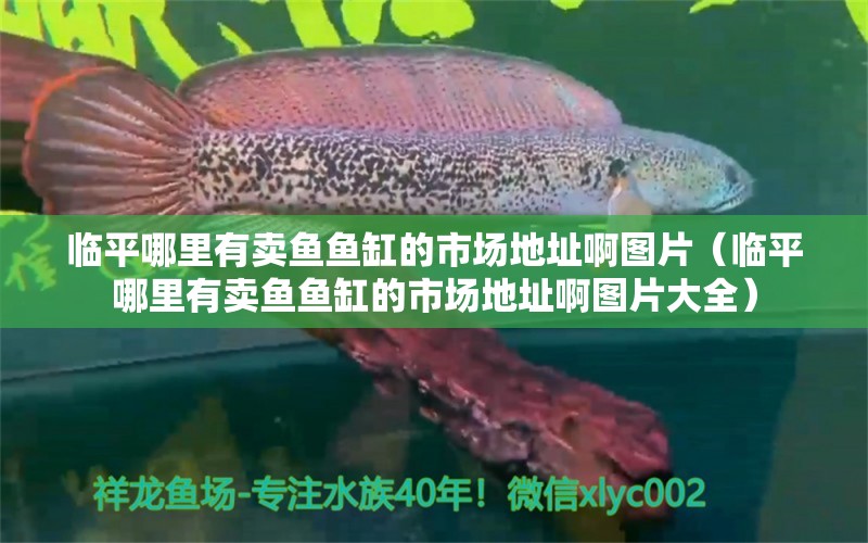 臨平哪里有賣魚魚缸的市場地址啊圖片（臨平哪里有賣魚魚缸的市場地址啊圖片大全）