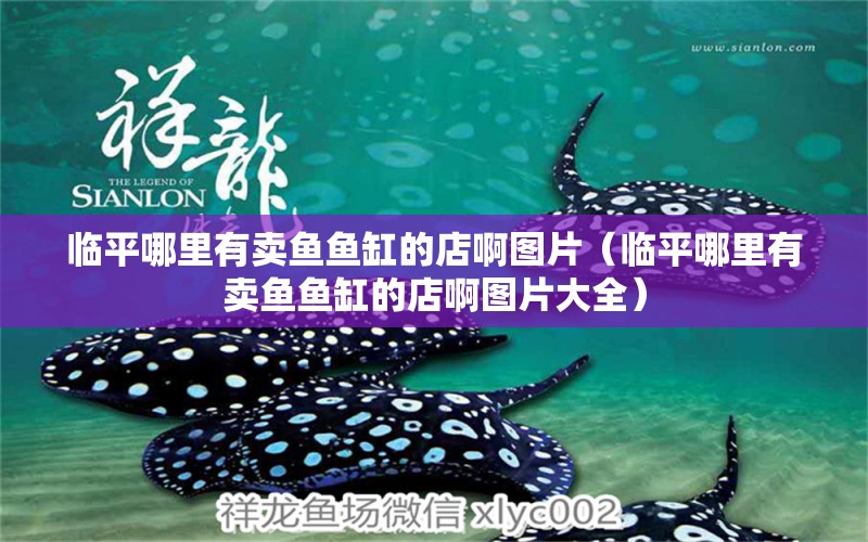 臨平哪里有賣魚魚缸的店啊圖片（臨平哪里有賣魚魚缸的店啊圖片大全） 祥龍水族醫(yī)院