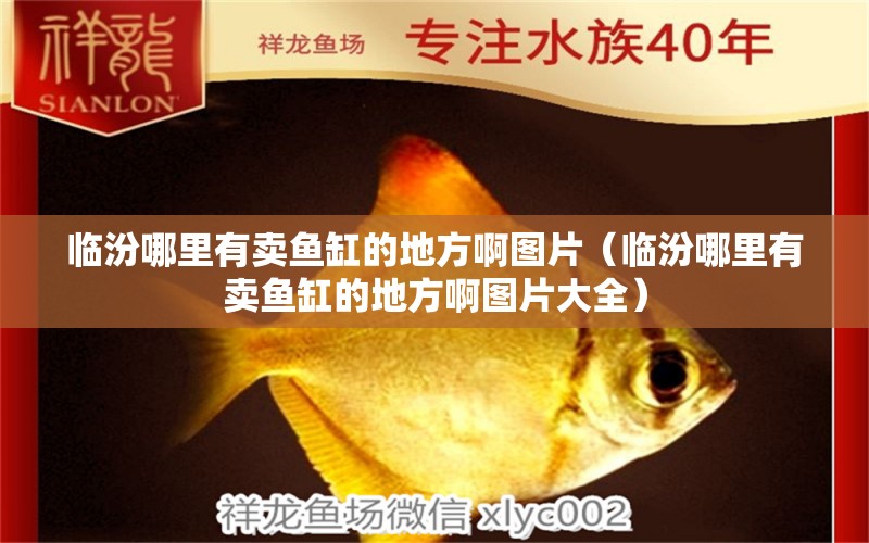 臨汾哪里有賣魚缸的地方啊圖片（臨汾哪里有賣魚缸的地方啊圖片大全）