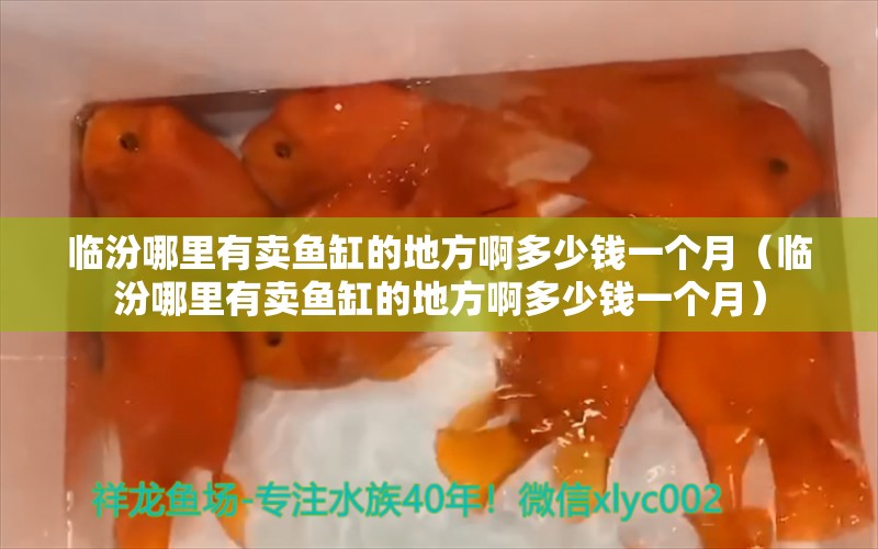 臨汾哪里有賣魚缸的地方啊多少錢一個月（臨汾哪里有賣魚缸的地方啊多少錢一個月） 奈及利亞紅圓點狗頭