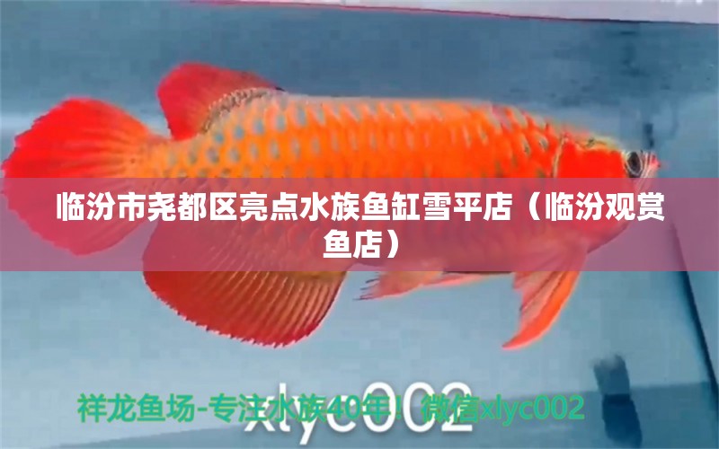 臨汾市堯都區(qū)亮點水族魚缸雪平店（臨汾觀賞魚店）