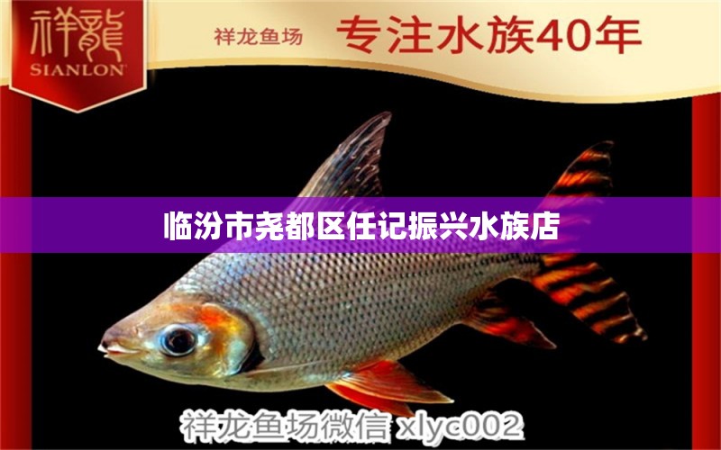 臨汾市堯都區(qū)任記振興水族店