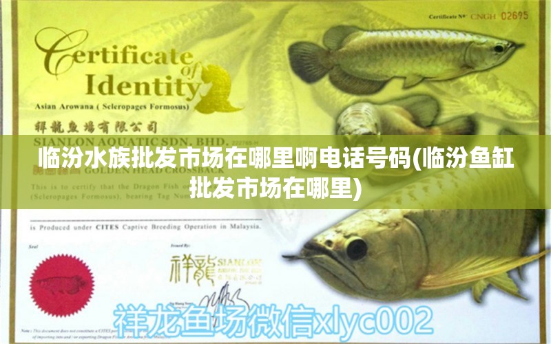 臨汾水族批發(fā)市場在哪里啊電話號碼(臨汾魚缸批發(fā)市場在哪里) 觀賞魚水族批發(fā)市場