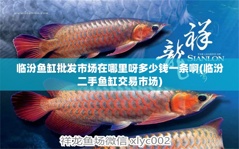 臨汾魚缸批發(fā)市場在哪里呀多少錢一條啊(臨汾二手魚缸交易市場) 龍魚批發(fā)