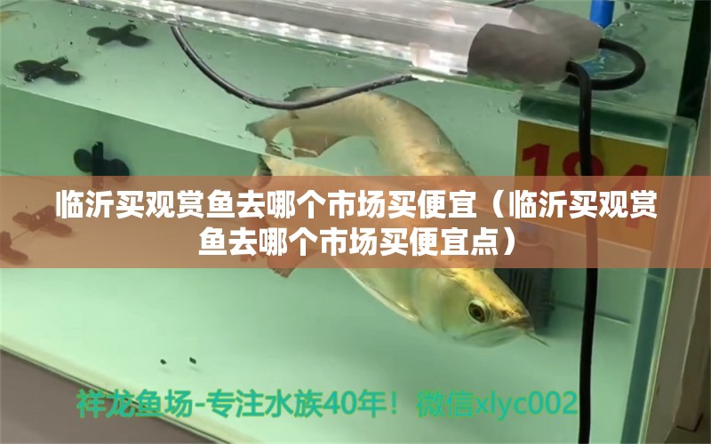 臨沂買觀賞魚去哪個(gè)市場(chǎng)買便宜（臨沂買觀賞魚去哪個(gè)市場(chǎng)買便宜點(diǎn)）