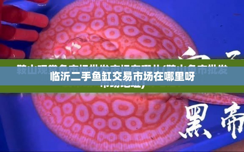 臨沂二手魚缸交易市場(chǎng)在哪里呀 水族問答 第1張