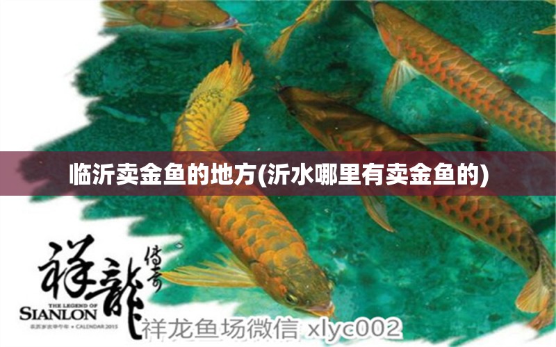 臨沂賣(mài)金魚(yú)的地方(沂水哪里有賣(mài)金魚(yú)的) 元寶鳳凰魚(yú)專(zhuān)用魚(yú)糧