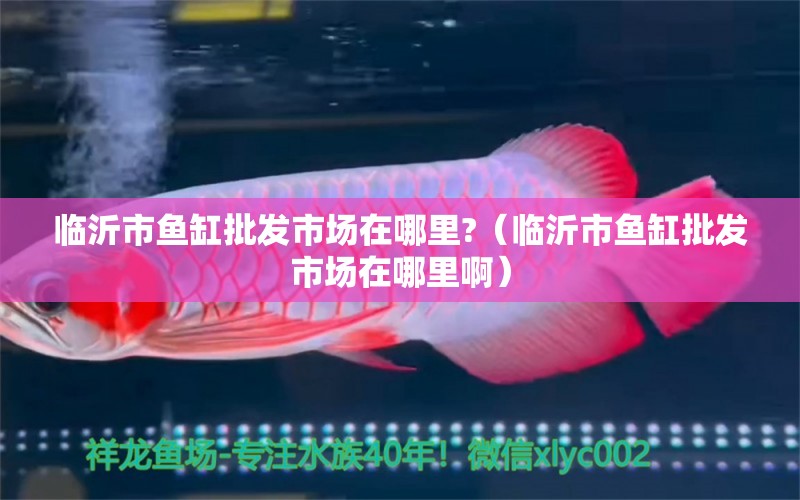 臨沂市魚缸批發(fā)市場在哪里?（臨沂市魚缸批發(fā)市場在哪里?。? title=