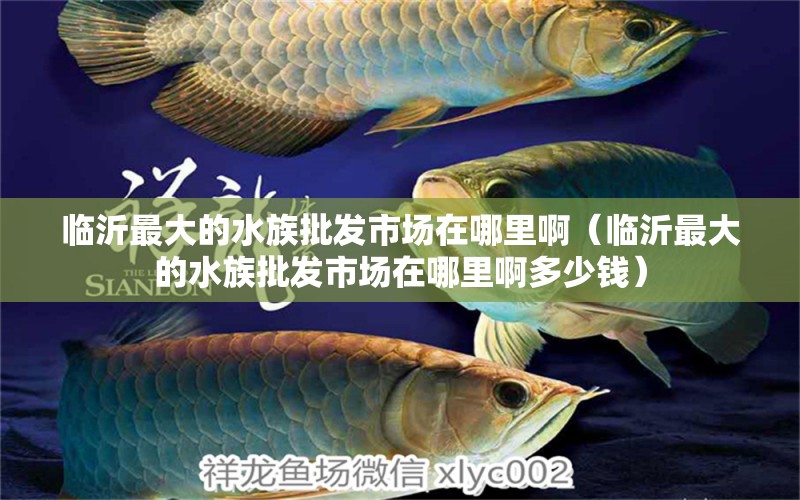 臨沂最大的水族批發(fā)市場在哪里?。ㄅR沂最大的水族批發(fā)市場在哪里啊多少錢） 觀賞魚水族批發(fā)市場