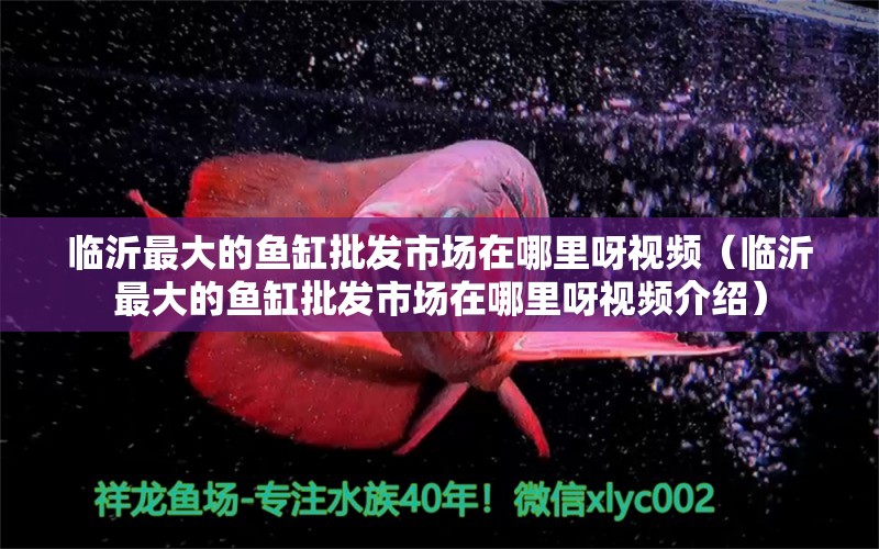 臨沂最大的魚缸批發(fā)市場在哪里呀視頻（臨沂最大的魚缸批發(fā)市場在哪里呀視頻介紹）