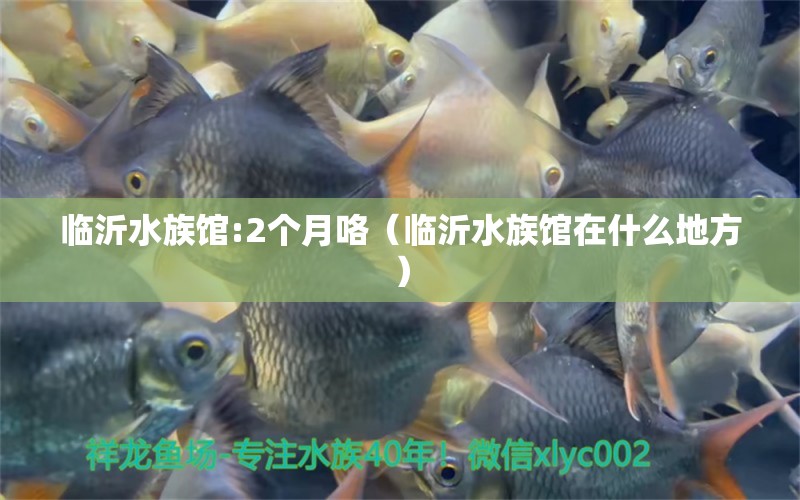 臨沂水族館:2個(gè)月咯（臨沂水族館在什么地方） 廣州龍魚批發(fā)市場