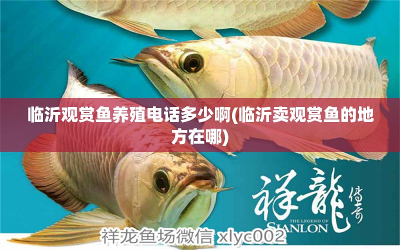 臨沂觀賞魚(yú)養(yǎng)殖電話(huà)多少啊(臨沂賣(mài)觀賞魚(yú)的地方在哪) 帝王迷宮 第1張