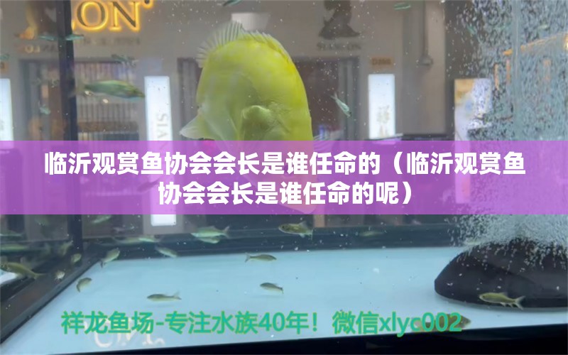 臨沂觀賞魚協會會長是誰任命的（臨沂觀賞魚協會會長是誰任命的呢） 水族用品