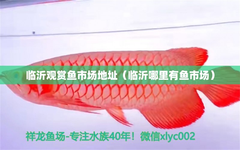 臨沂觀賞魚(yú)市場(chǎng)地址（臨沂哪里有魚(yú)市場(chǎng)）