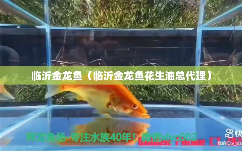 臨沂金龍魚（臨沂金龍魚花生油總代理）