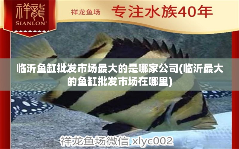 臨沂魚(yú)缸批發(fā)市場(chǎng)最大的是哪家公司(臨沂最大的魚(yú)缸批發(fā)市場(chǎng)在哪里) 暹羅巨鯉