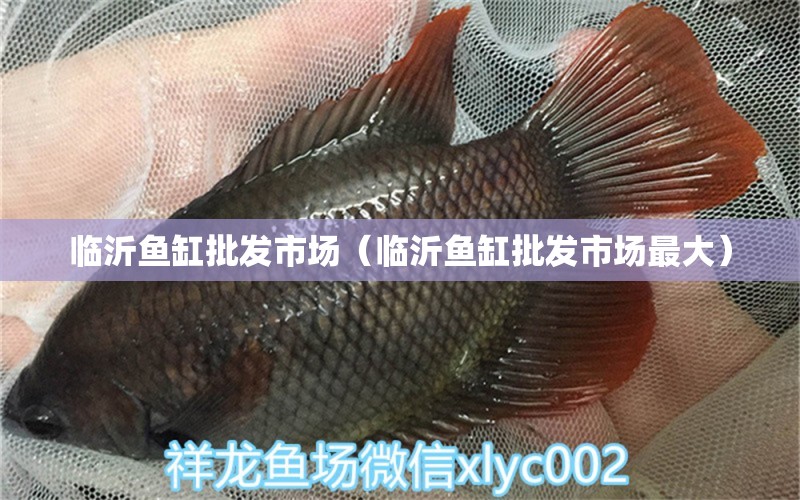 臨沂魚(yú)缸批發(fā)市場(chǎng)（臨沂魚(yú)缸批發(fā)市場(chǎng)最大） 其他品牌魚(yú)缸