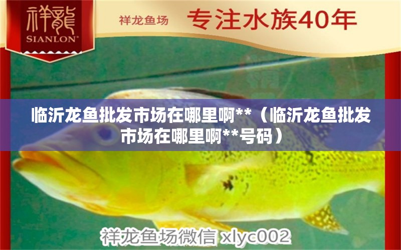 臨沂龍魚批發(fā)市場在哪里啊**（臨沂龍魚批發(fā)市場在哪里啊**號碼）