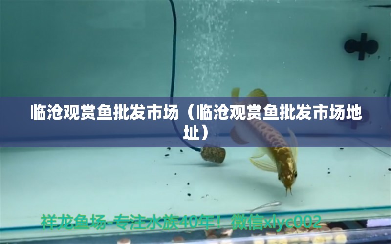 臨滄觀賞魚(yú)批發(fā)市場(chǎng)（臨滄觀賞魚(yú)批發(fā)市場(chǎng)地址） 觀賞魚(yú)批發(fā)