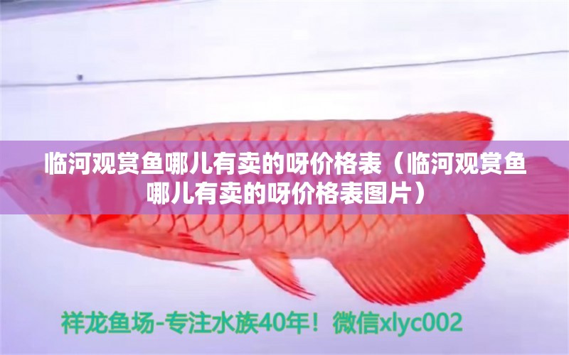 臨河觀賞魚哪兒有賣的呀價格表（臨河觀賞魚哪兒有賣的呀價格表圖片）