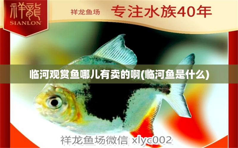 臨河觀賞魚哪兒有賣的啊(臨河魚是什么)