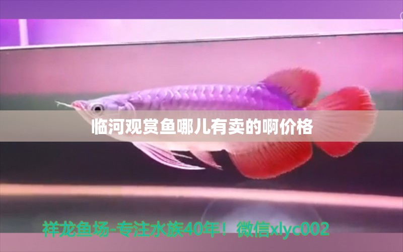 臨河觀賞魚哪兒有賣的啊價格 祥龍魚場