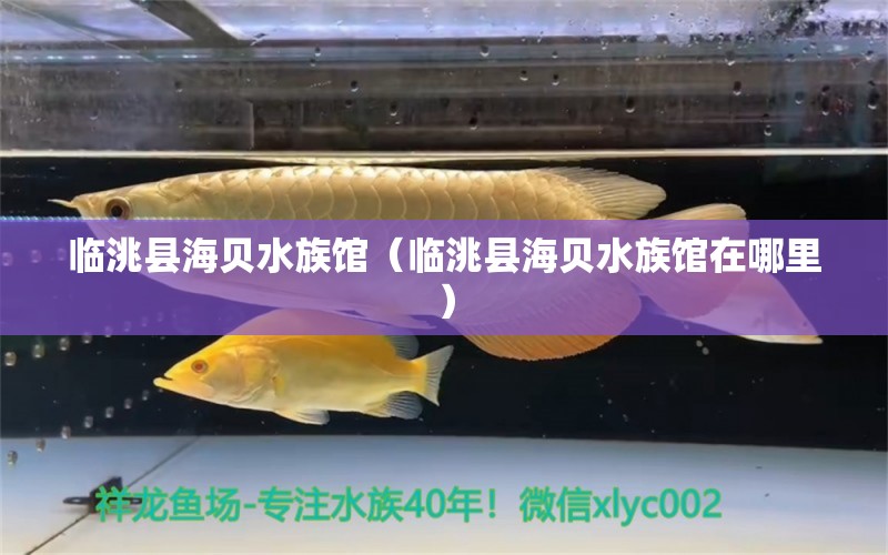 臨洮縣海貝水族館（臨洮縣海貝水族館在哪里）