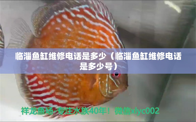 臨淄魚缸維修電話是多少（臨淄魚缸維修電話是多少號(hào)） 其他品牌魚缸