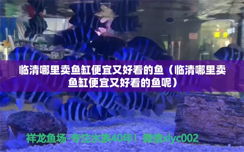 臨清哪里賣魚缸便宜又好看的魚（臨清哪里賣魚缸便宜又好看的魚呢）