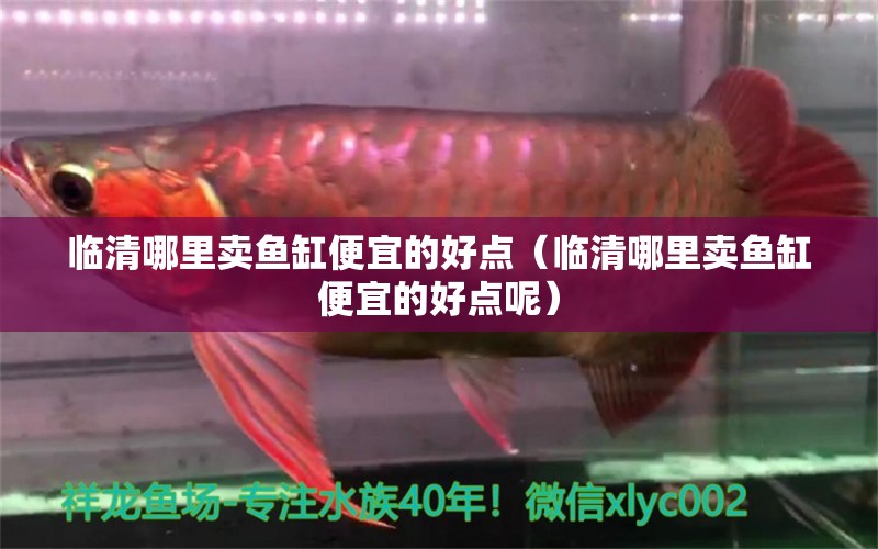 臨清哪里賣魚缸便宜的好點(diǎn)（臨清哪里賣魚缸便宜的好點(diǎn)呢）