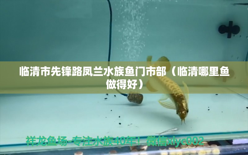 臨清市先鋒路鳳蘭水族魚門市部（臨清哪里魚做得好）